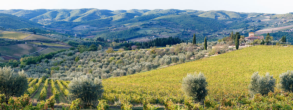 grapevines-and-olive-trees-2021-argelas